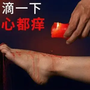 西檬之家K9犬系是什么?你适合绝对忠诚吗? 一